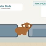 Older dog resting beside flat and bolster dog bed styles